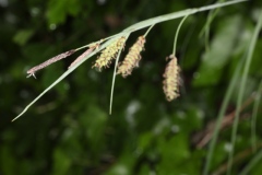 Carex flacca ; Laîche glauque