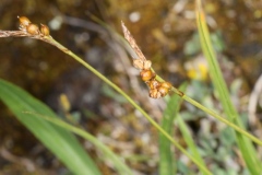 Carex liparocarpos ; Laîche à fruits lustrés, Laîche luisante, Laîche rongée, Laîche à utricules lustrés