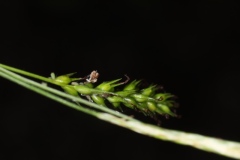 Carex sylvatica ; Laîche des bois