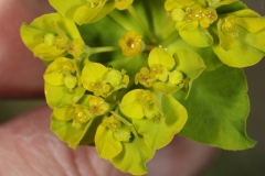 Euphorbia verrucosa ; Euphorbe verruqueuse