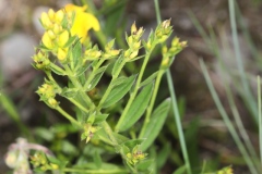 Genista tinctoria ; Genêt des teinturiers