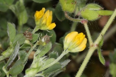 Medicago lupulina ; Luzerne lupuline, Minette