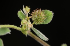 Medicago lupulina ; Luzerne lupuline, Minette