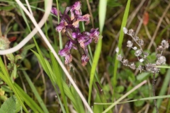 Anacamptis morio ; Anacamptide bouffon, Orchis bouffon