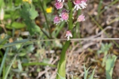 Neotinea ustulata ; Néotinée brûlée, Orchis brûlé