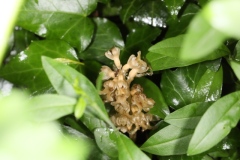 Neottia nidus-avis ; Néottie nid-d'oiseau, Herbe aux vers