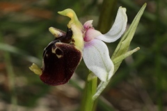 Ophrys fuciflora ; Ophrys bourdon, Ophrys frelon
