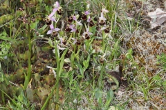 Ophrys fuciflora ; Ophrys bourdon, Ophrys frelon