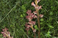 Orobanche caryophyllacea ; Orobanche œillet, Orobanche giroflée, Orobanche du gaillet