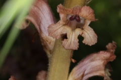 Orobanche caryophyllacea ; Orobanche œillet, Orobanche giroflée, Orobanche du gaillet