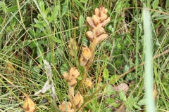 Orobanche teucrii ; Orobanche de la germandrée