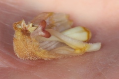 Orobanche teucrii ; Orobanche de la germandrée