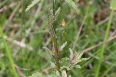Rhinanthus minor ; Rhinanthe mineur, Petit cocriste, Petit rhinanthe, Rhinanthe à petites fleurs