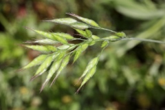 Bromus hordeaceus ; Brome mou, Brome orge