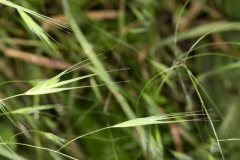 Anisantha sterilis (=Bromus sterilis) ; Brome stérile, Anisanthe stérile