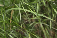 Anisantha sterilis (=Bromus sterilis) ; Brome stérile, Anisanthe stérile
