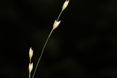 Melica uniflora ; Mélique uniflore