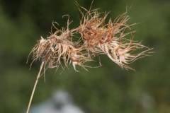 Poa bulbosa ; Pâturin bulbeux