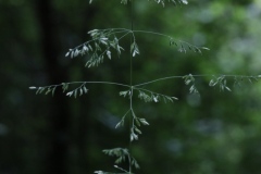 Poa trivialis ; Pâturin commun, Gazon d'Angleterre