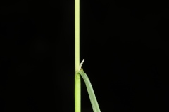 Poa trivialis ; Pâturin commun, Gazon d'Angleterre