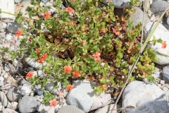Lysimachia arvensis (=Anagallis arvensis) ; Lysimaque des champs, Mouron, Mouron des champs, Mouron rouge 