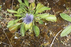 Globularia bisnagarica ; Globulaire ponctuée, Globulaire de Willkomm, Globulaire de Bisnagar