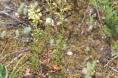 Reseda lutea ; Réséda jaune, Réséda bâtard