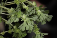 Aphanes arvensis (=Alchemilla arvensis) ; Aphane des champs, Alchémille des champs
