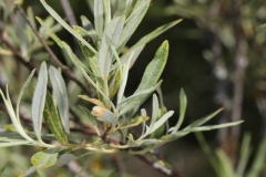 Salix eleagnos ; Saule drapé, Saule blanchâtre