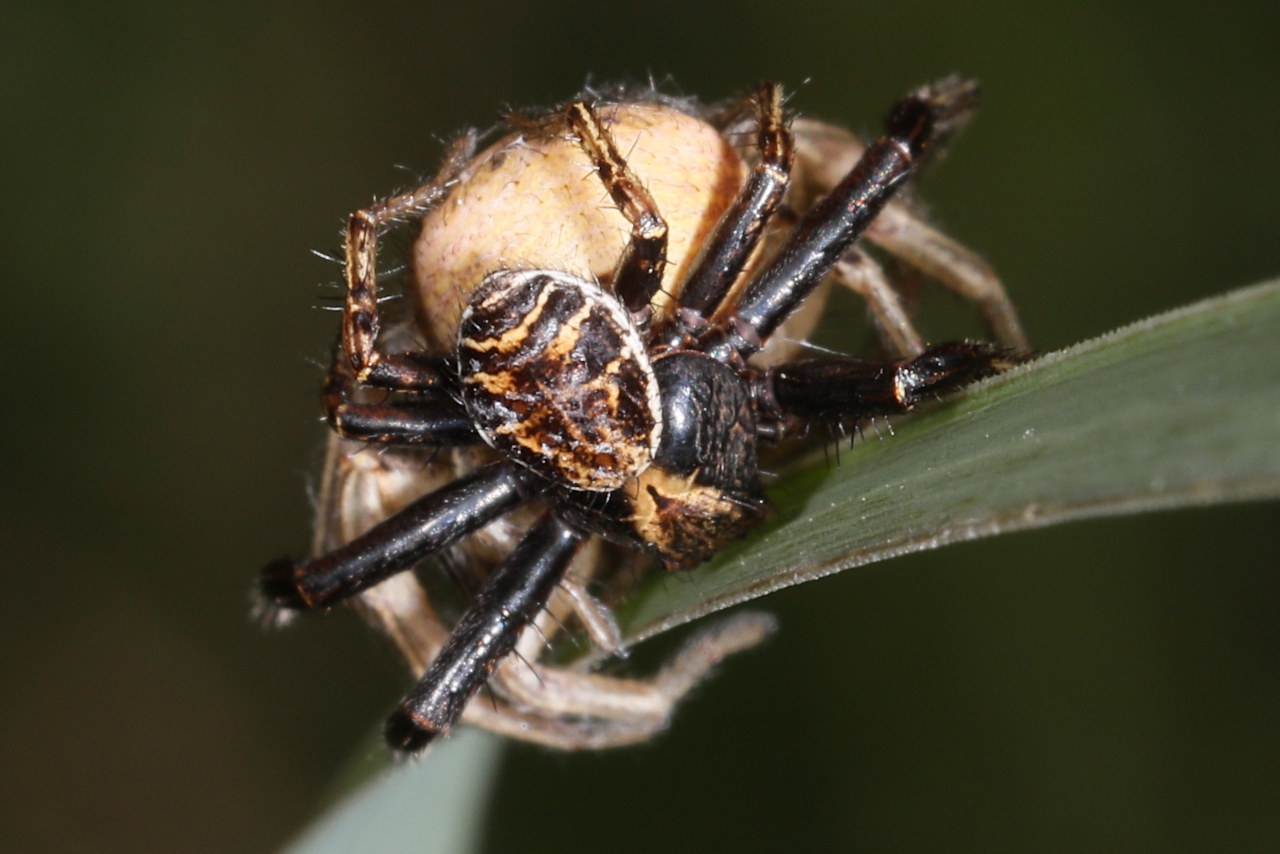 Accouplement de Xysticus sp. ; Xystique sp.