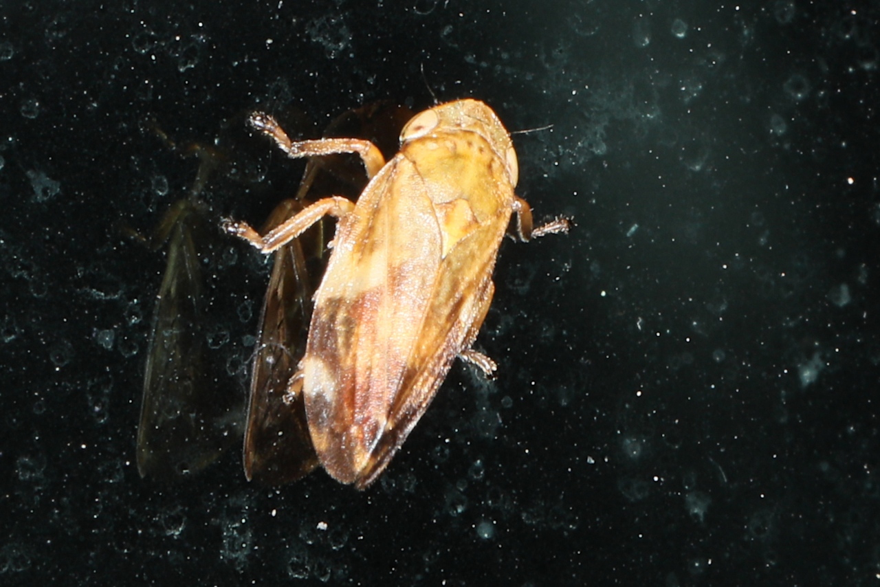 Philaenus spumarius ; Philène spumeuse