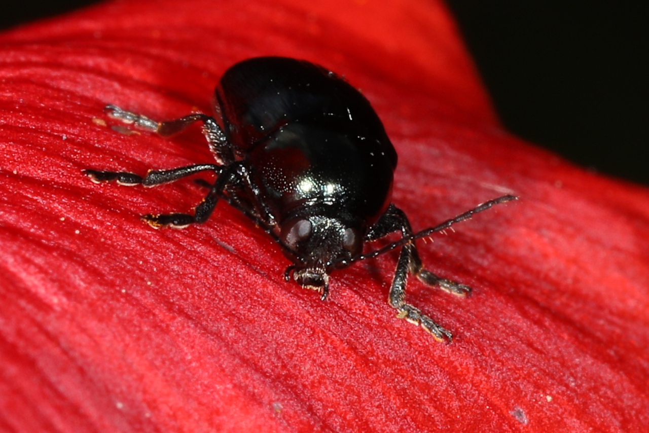 Cryptocephalus sp.