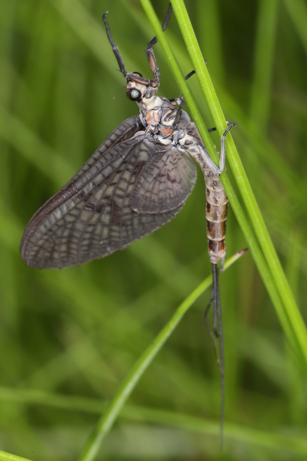 Ephemera vulgata ; Éphémère à trois filets & ailes tachetées