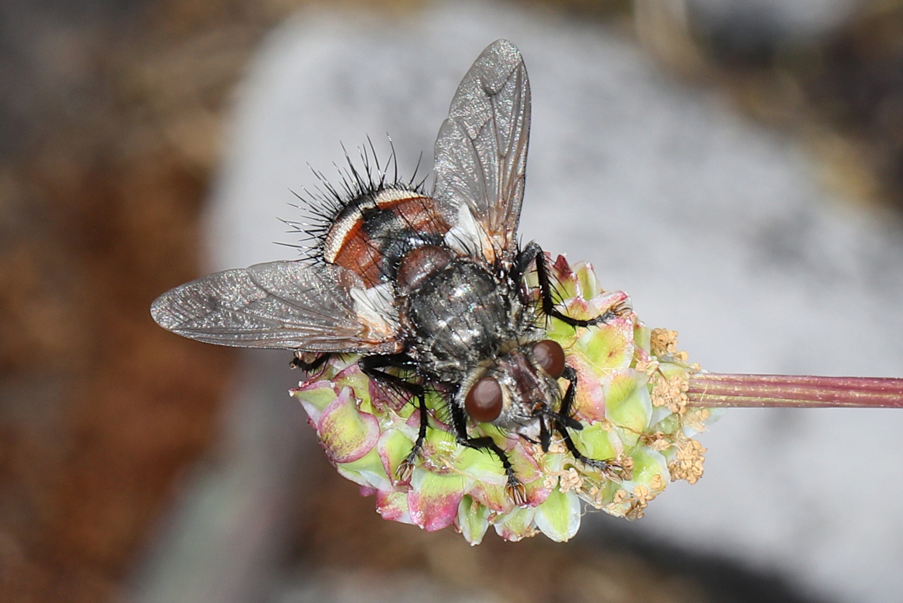 Peleteria sp.
