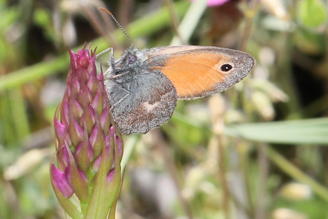 Coenonympha pamphilus ; Fadet commun (Le), Procris (Le), Pamphile (Le)