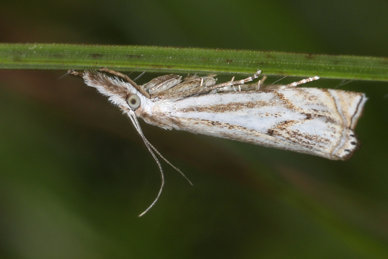 Crambus lathoniellus ; Crambus des prés