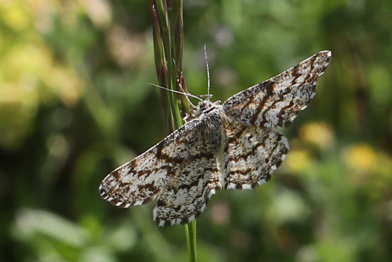 Ematurga atomaria ; Phalène picotée (La)