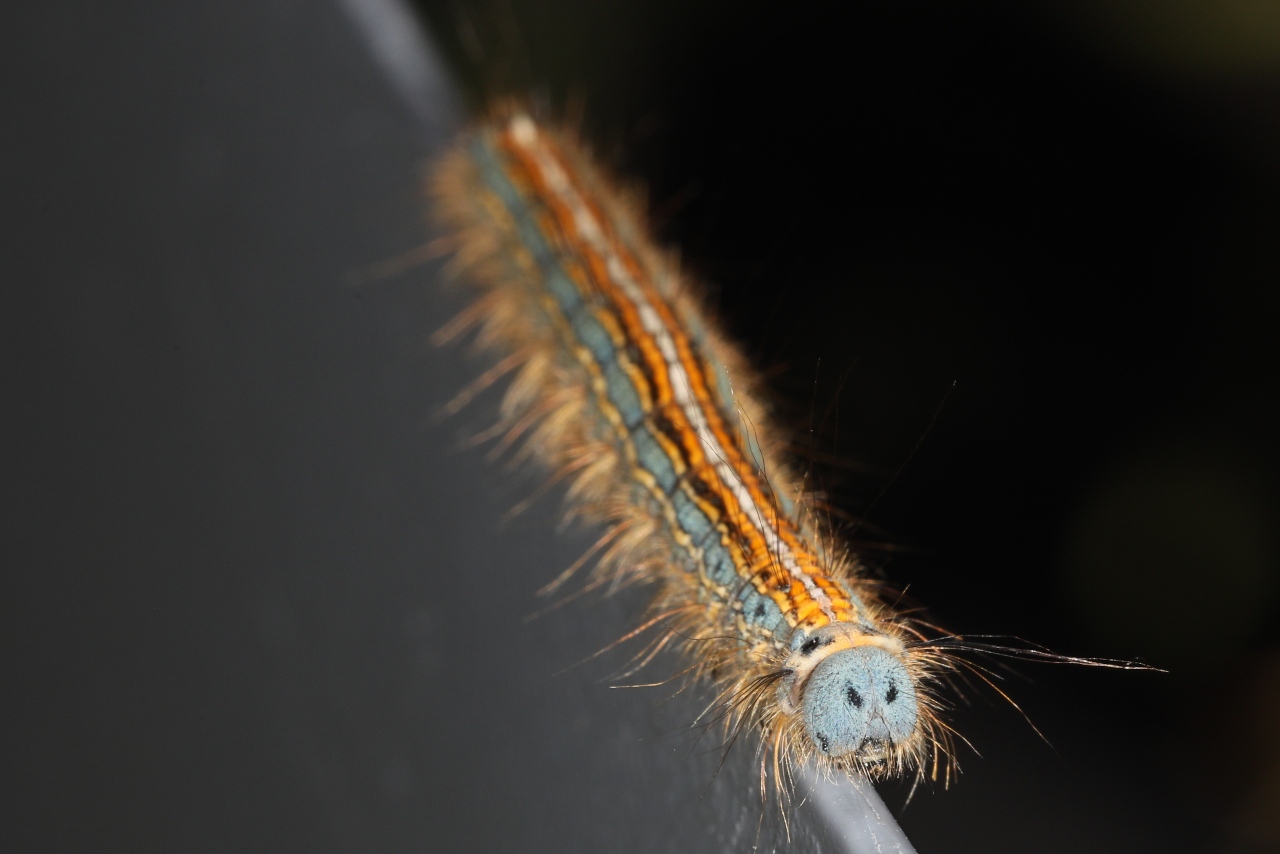 Chenille de Malacosoma neustria ; Livrée des arbres (La), Bombyx à livrée (Le)