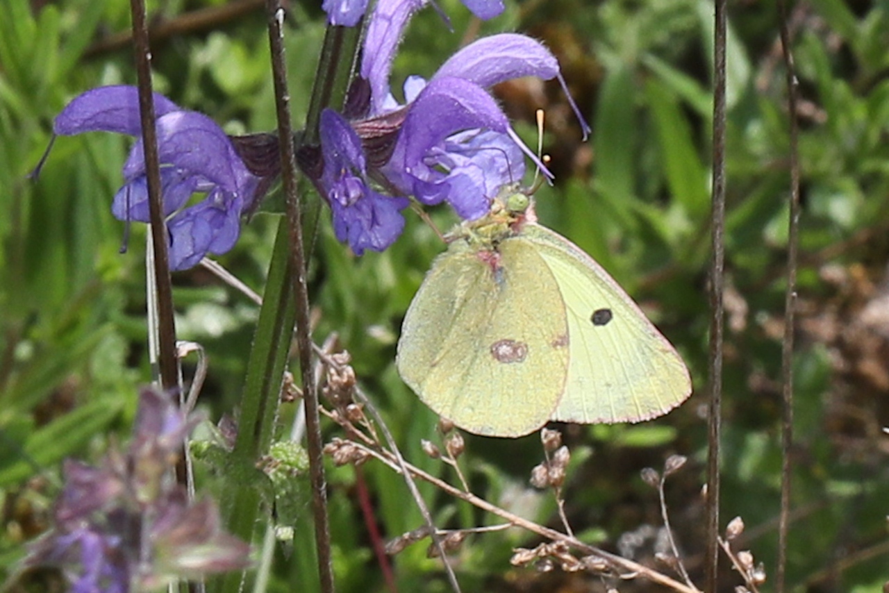 Colias sp. (alfacariensis ou hyale) ; Le Fluoré ou le Soufré