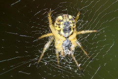 Mangora acalypha ; Mangore petite-bouteille