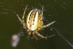 Mangora acalypha ; Mangore petite-bouteille