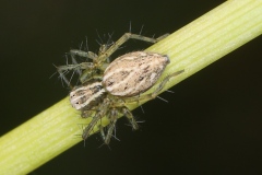 Oxyopes lineatus ; Araignée-lynx à rayures