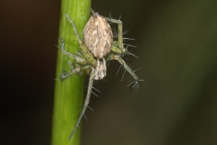 Oxyopes lineatus ; Araignée-lynx à rayures