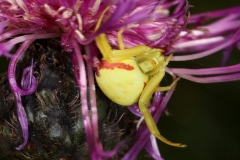 Misumena vatia ; Misumène variable