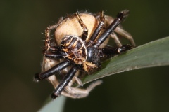 Accouplement de Xysticus sp. ; Xystique sp.