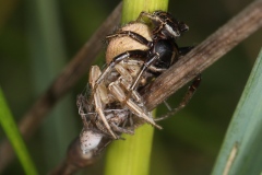 Accouplement de Xysticus sp. ; Xystique sp. 