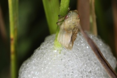 Philaenus spumarius ; Philène spumeuse