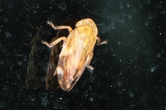 Philaenus spumarius ; Philène spumeuse