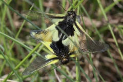 Accouplement de Libelloides coccajus ; Ascalaphe soufré