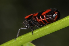 Cercopis vulnerata ; Cercope, Crachat de coucou